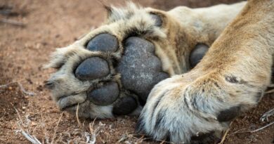 Brésil : Un homme ne sort pas vivant de l'enclos d'une lionne