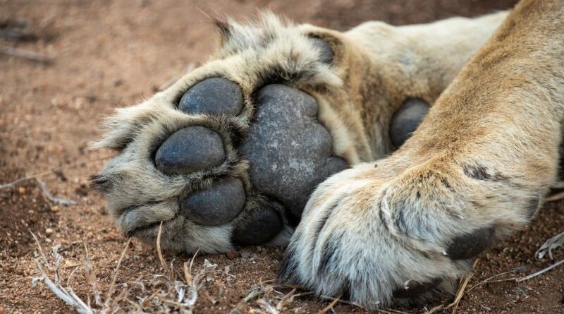 Brésil : Un homme ne sort pas vivant de l'enclos d'une lionne