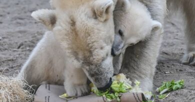 Canada : Une ourse polaire adopte un ourson qui n’est pas le sien.