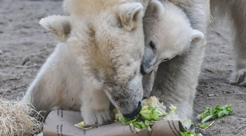 Canada : Une ourse polaire adopte un ourson qui n’est pas le sien.