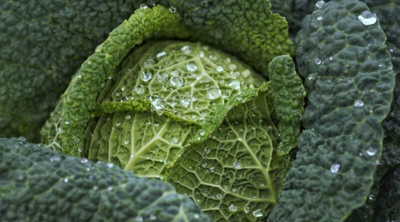 Cancer : Manger des choux pourrait rendre l’immunothérapie plus efficace ?