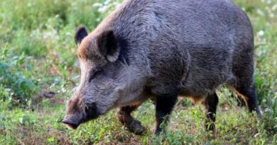 Châteauroux : Un chasseur en garde à vue pour avoir tué un sanglier sur une route fréquentée