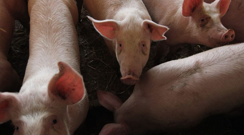 Chine : taxe « anti-dumping » sur le porc français et européen dès demain.