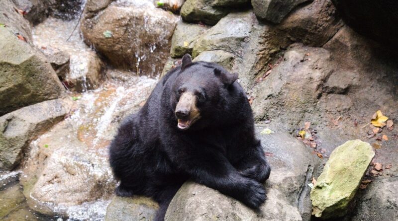 Chine : Un ours attaque son dresseur en présence de visiteurs au zoo