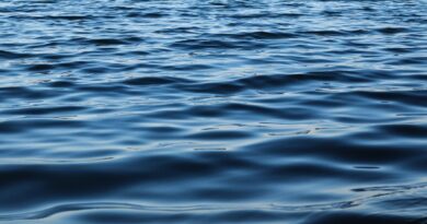 Découverte en Amazonie : une espèce de poisson avec un organe mystérieux