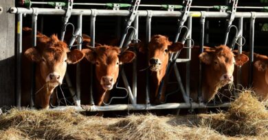 Dermatose nodulaire : Abattage du troupeau en Ariège, vaccination élargie