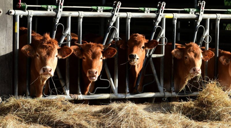 Dermatose nodulaire : Abattage du troupeau en Ariège, vaccination élargie