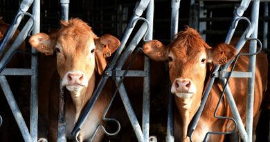 Dermatose nodulaire contagieuse : 113 vaches réellement infectées, calculs en cours.