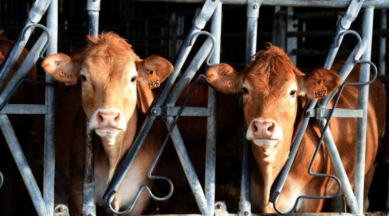 Dermatose nodulaire contagieuse : 113 vaches seraient réellement infectées.