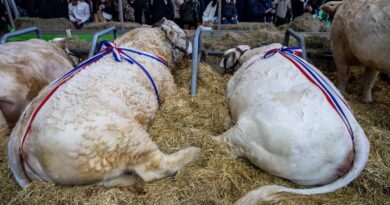 Dermatose nodulaire : Et s'il n'y avait pas de vache au Salon de l'Agriculture ?