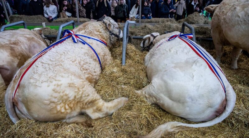 Dermatose nodulaire : Et s'il n'y avait pas de vache au Salon de l'Agriculture ?