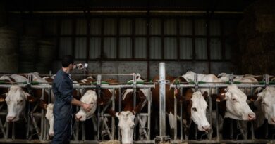 Dermatose nodulaire : vétérinaires affirment « Nous ne sommes pas les ennemis des éleveurs »