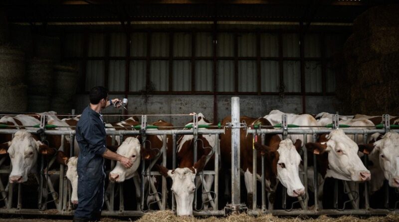 Dermatose nodulaire : vétérinaires affirment « Nous ne sommes pas les ennemis des éleveurs »