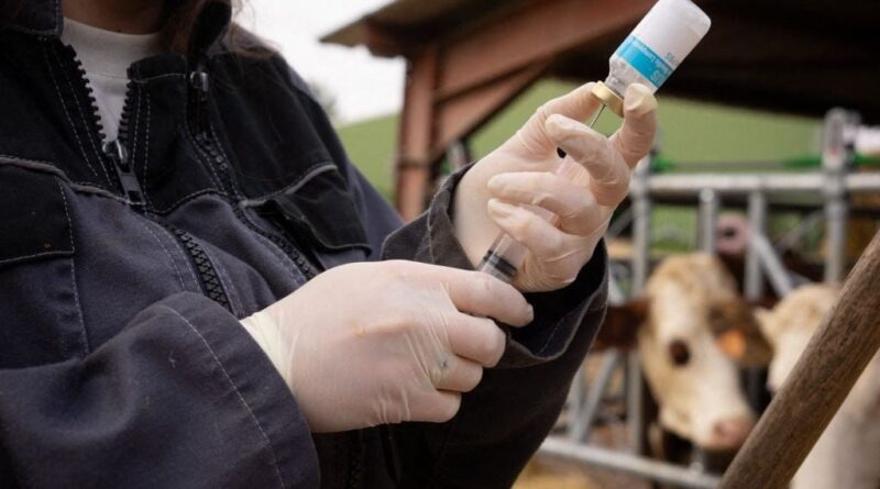 Dermatose : « Plus de 50 % » des bovins vaccinés dans le Sud-Ouest.