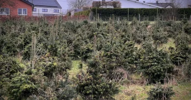 Des moutons remplacent les herbicides : un producteur opte pour du 100% naturel dans les Hautes Fagnes.