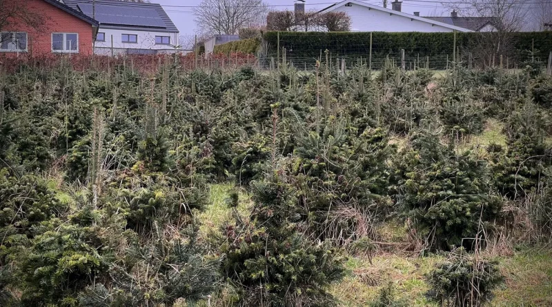 Des moutons remplacent les herbicides : un producteur opte pour du 100% naturel dans les Hautes Fagnes.