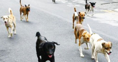 Doyen des Vétérinaires : « Nous ne sommes pas pour l’abattage »