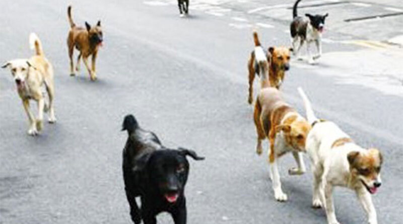 Doyen des Vétérinaires : « Nous ne sommes pas pour l’abattage »