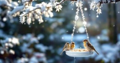 En images : Nicolas Sarkozy face à ses affaires judiciaires nombreuses