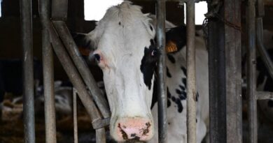 En Savoie, choix de ne pas vivre avec la dermatose nodulaire.