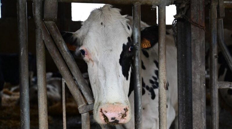 En Savoie, choix de ne pas vivre avec la dermatose nodulaire.