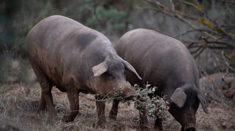 Espagne : L'épidémie de peste porcine africaine liée à une fuite de laboratoire ?