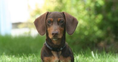 États-Unis : Chien retrouvé quatre ans après sa disparition, à 3 700 km.