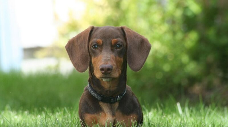 États-Unis : Chien retrouvé quatre ans après sa disparition, à 3 700 km.