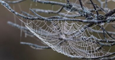 États-Unis : Découverte d'une nouvelle espèce d'araignée proche de la mygale