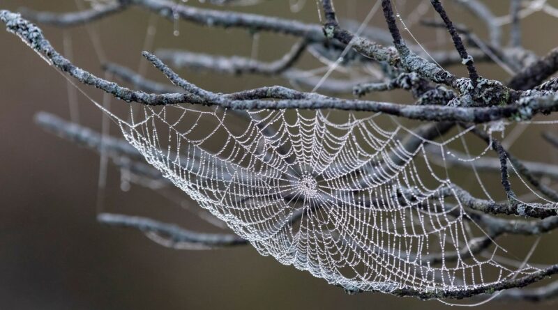 États-Unis : Découverte d'une nouvelle espèce d'araignée proche de la mygale