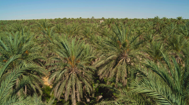 Gabès : lancement imminent des sessions scientifiques pour inscrire les oasis au patrimoine national.