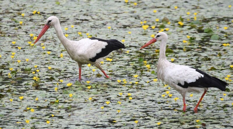 Grippe aviaire : plusieurs centaines de cigognes mortes près de Madrid