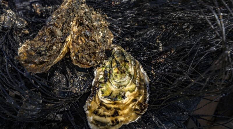 Hérault : Vente des coquillages de l’étang de Thau interdite pour le Nouvel An