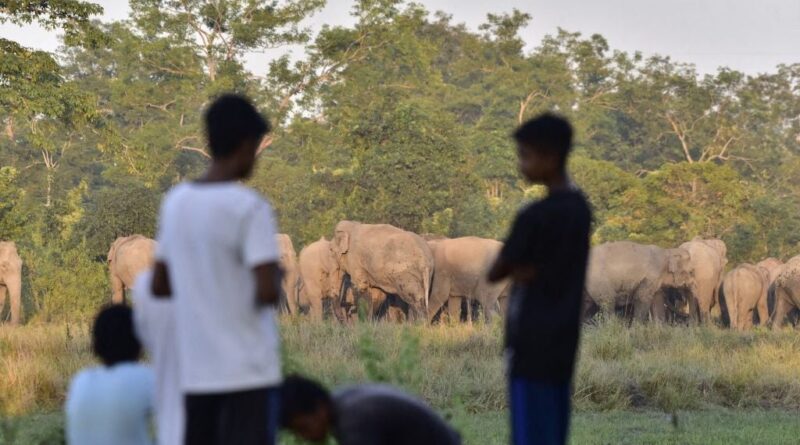 Inde : Sept éléphants tués dans une collision avec un train