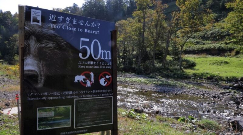 Japon : La montre connectée d’un randonneur tué par un ours montre ses derniers instants.