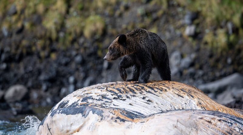 Japon : Le succès des restaurants proposant de la viande d’ours