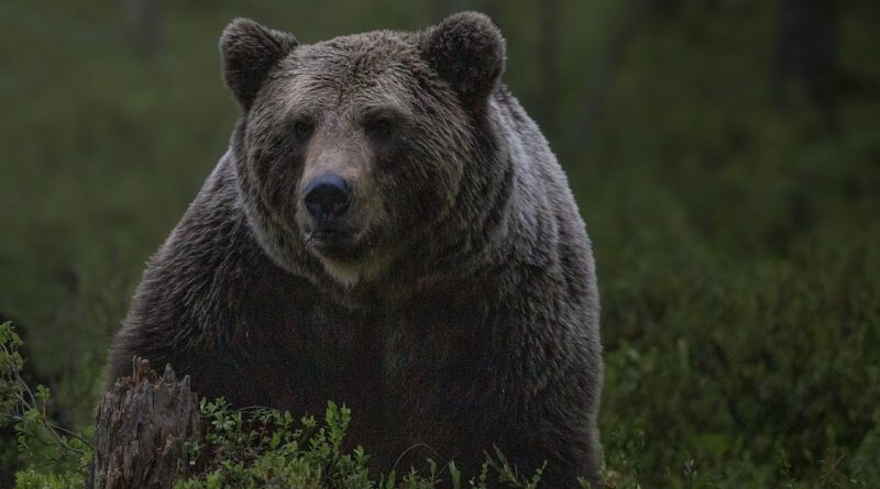 Japon : Un homme attaqué par un ours dans des WC publics près d'une gare
