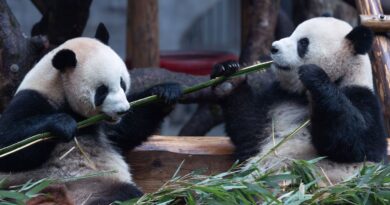 La Chine n'enverra pas de nouveaux pandas en France avant 2027.