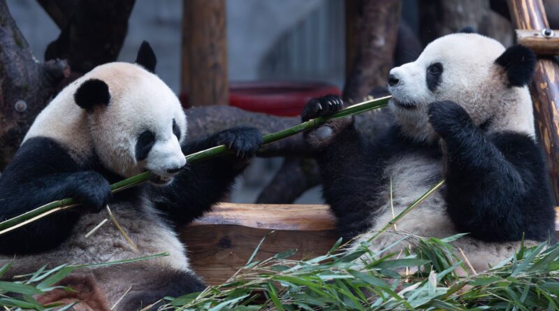 La Chine n'enverra pas de nouveaux pandas en France avant 2027.