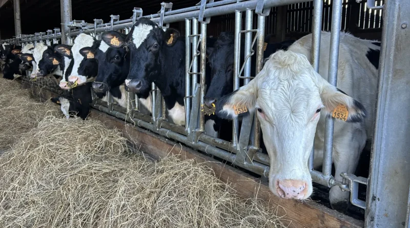 La dermatose nodulaire contagieuse: inquiétudes croissantes chez les éleveurs bovins.