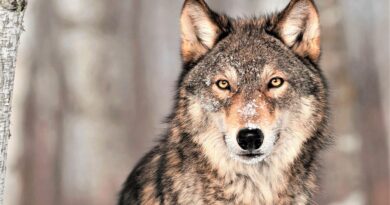 La Finlande autorisera de nouveau la chasse au loup en 2026.