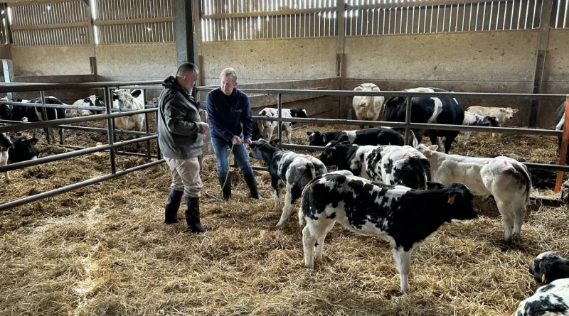 La maladie de la langue bleue diminue les naissances chez les vêlages.