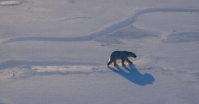 L'Arctique a vécu l'année la plus chaude enregistreé.