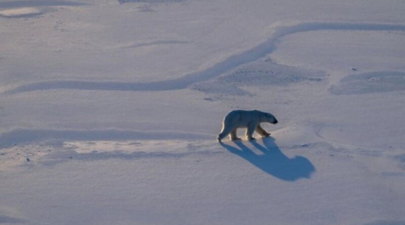 L'Arctique a vécu l'année la plus chaude enregistreé.