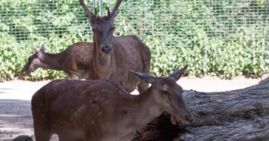 Le Cerf de Barbarie d'El Feija renoue avec ses racines en Tunisie.