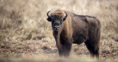 Le plus grand mammifère d'Europe revient en Belgique après des siècles.