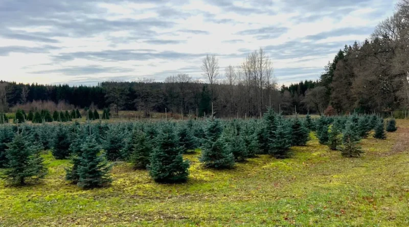 Les sapins de Noël se vendent de plus en plus tôt.