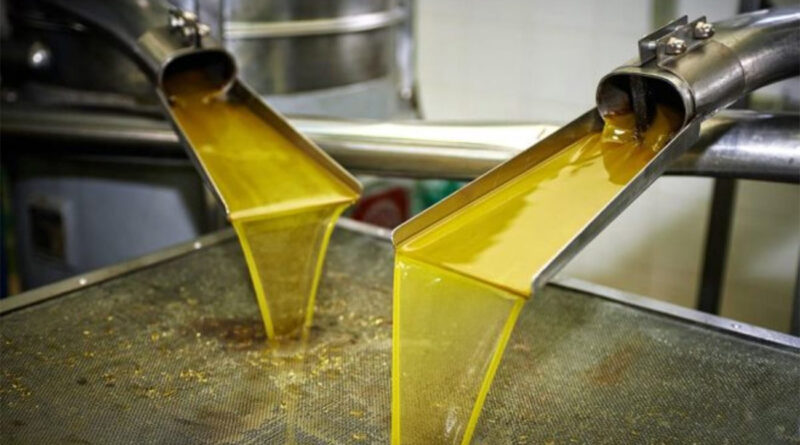 Nabeul : pression sur huileries pousse agriculteurs à limiter cueillette