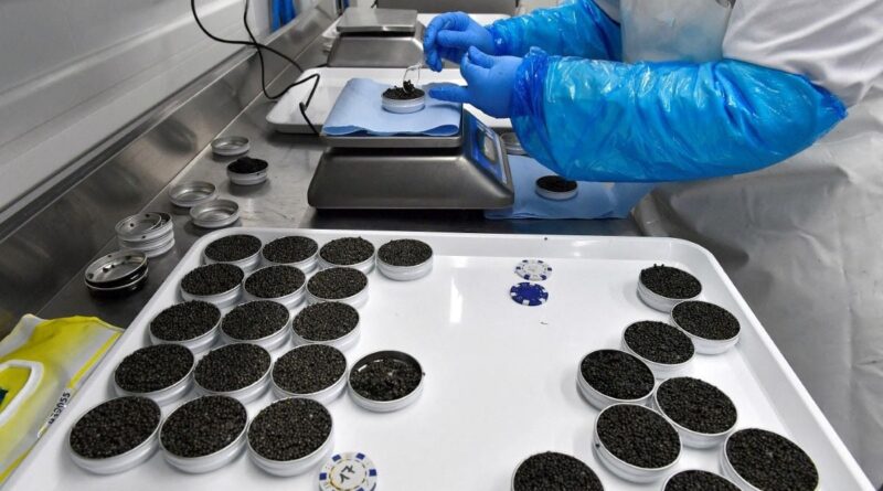 Noël : Les Français ne laissent pas les géants chinois du caviar les déstabiliser.