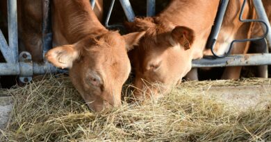 « On n’achète pas des vaches comme des slips sur Internet » : la méthode de François pour repeupler son cheptel après la dermatose.